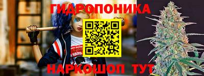 шишки Кингисепп