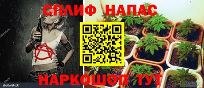шишки Кингисепп